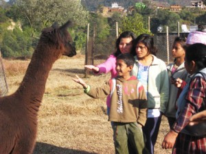 Group.alpaca Santosh and his big sisters say "namaste" to the alpacas.