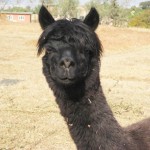 Same haircut This alpaca has the same haircut as Ang Maya!